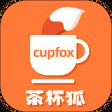 茶杯狐 Cupfox