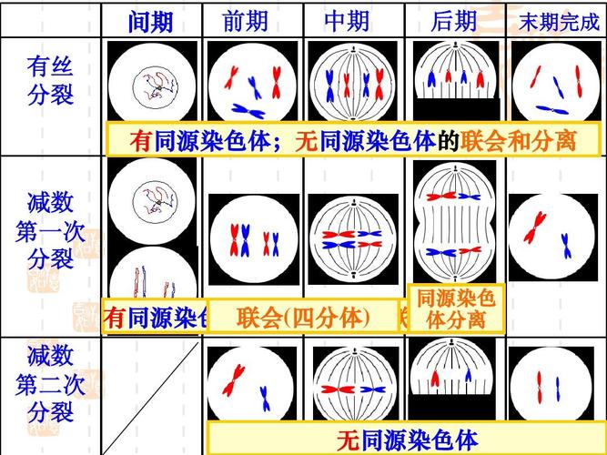 重生细胞如何免掉30元-细胞分裂6修改器