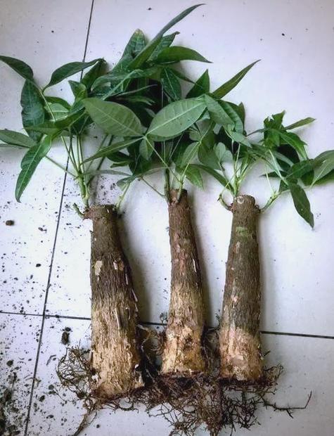 大发财树如何换土视频图标