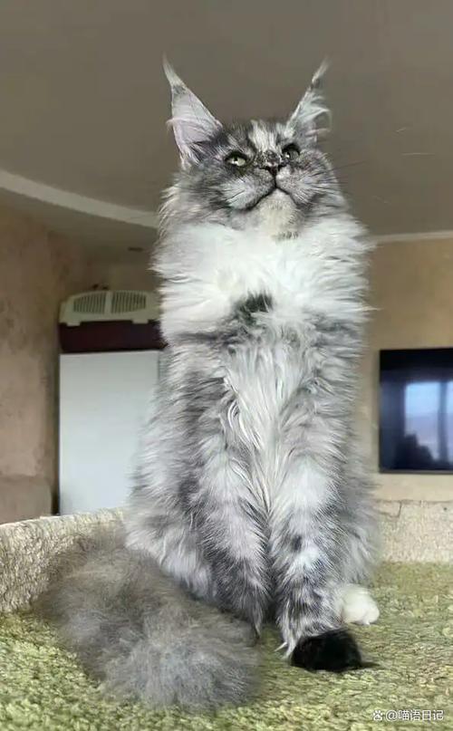 缅因猫攻击性强吗游戏截图