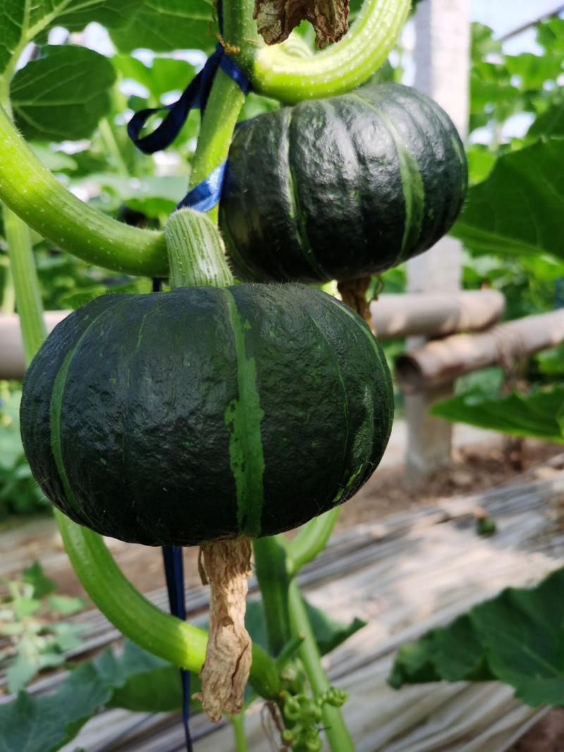 怎样种植南瓜图标