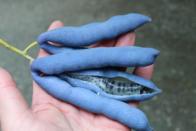 香肠果