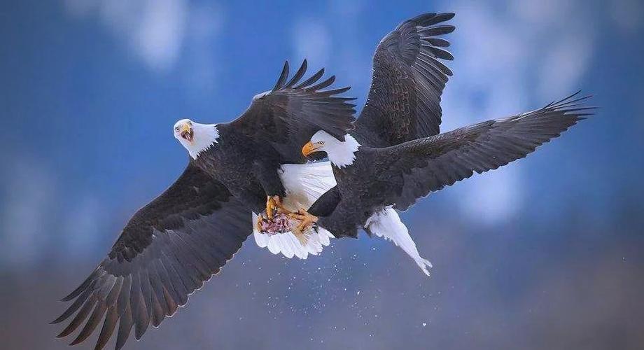 白头海雕可以养吗图标