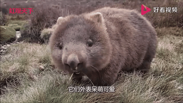 袋熊视频旧版图标