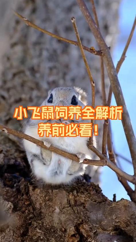 小飞鼠好养吗图标