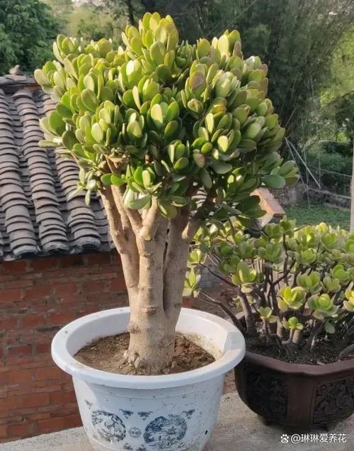 玉树冬天怎么养图标