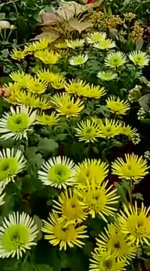 花枝助手图标
