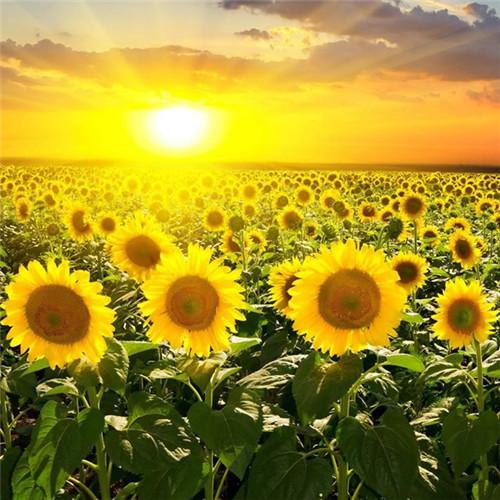 微信头像的吉利风水图标