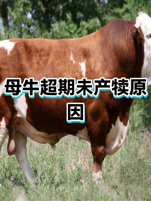 母牛一般晚上几点下犊
