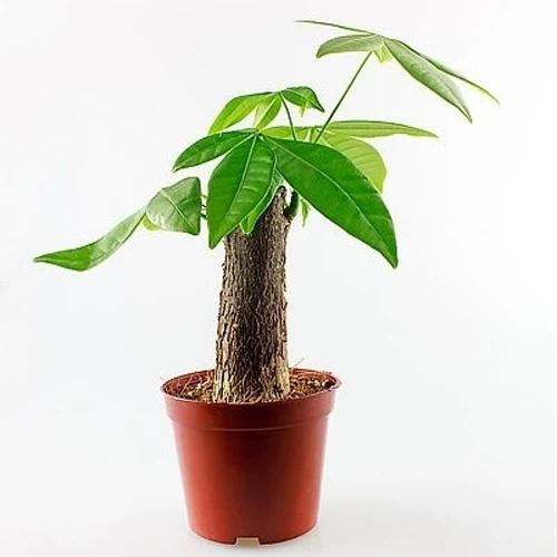 发财树盆土配制图标