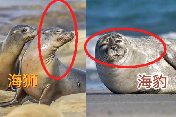 海狮海豹图标