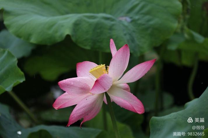 惜芙蓉(父女)原文游戏截图