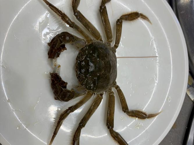 螃蟹的100种做法大全图标