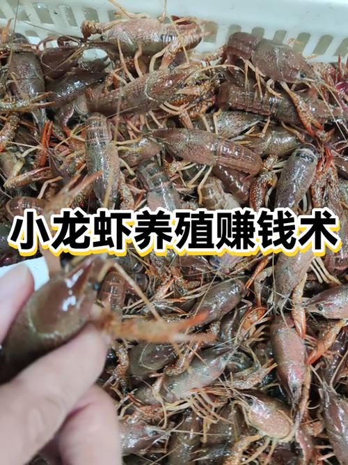 小龙虾赚不赚钱图标