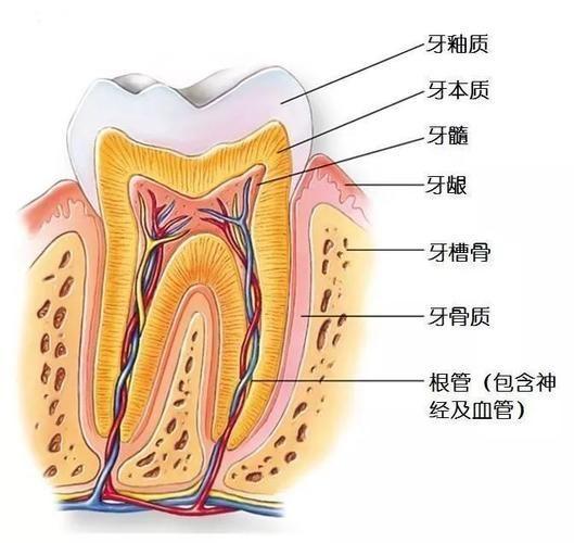 人体最坚硬的部分是哪里