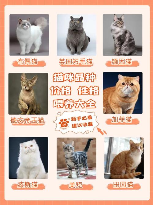 特价猫能买吗