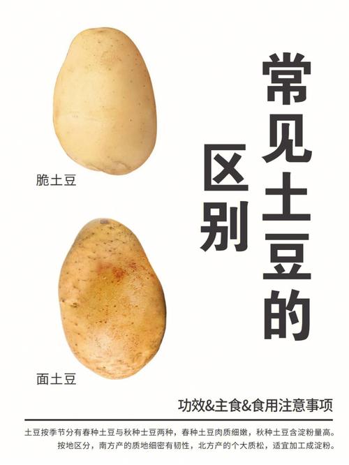 土豆是什么意思