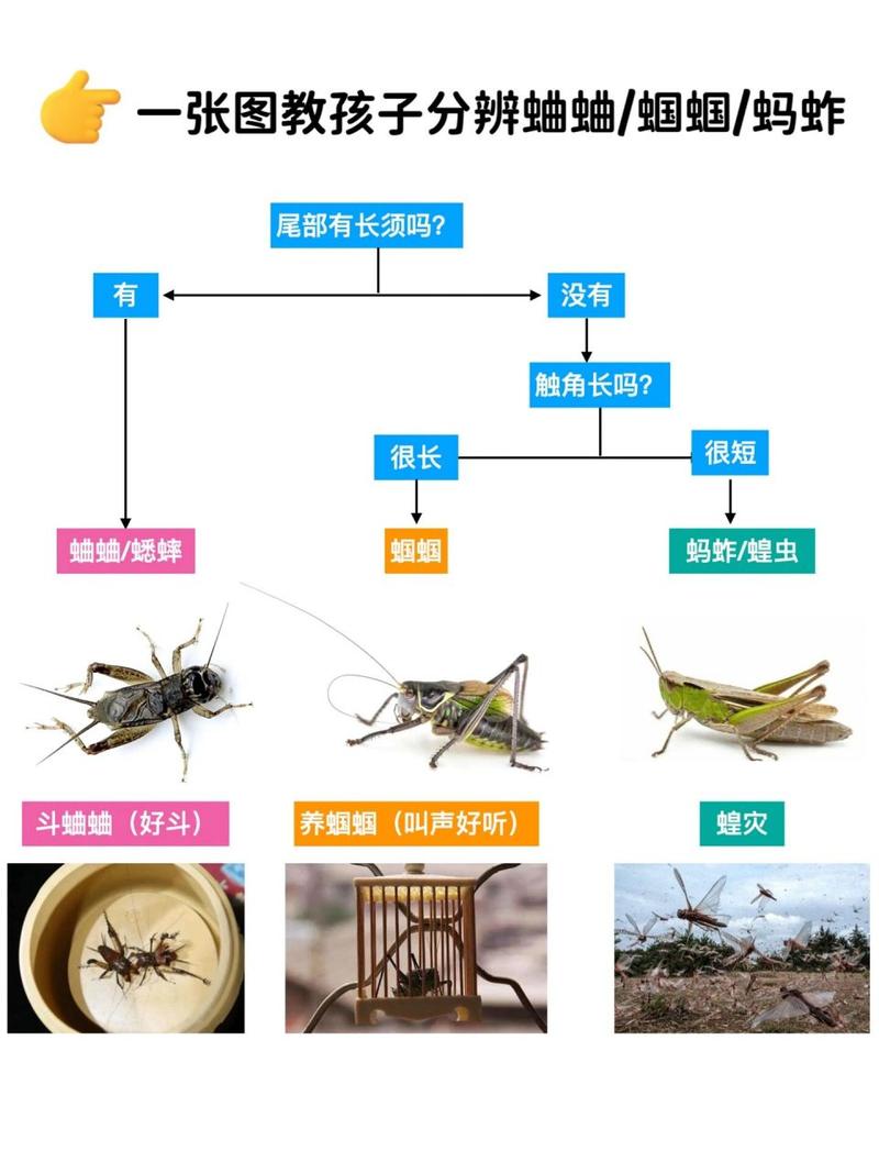 促织是蟋蟀还是蝈蝈蚂蚁庄园