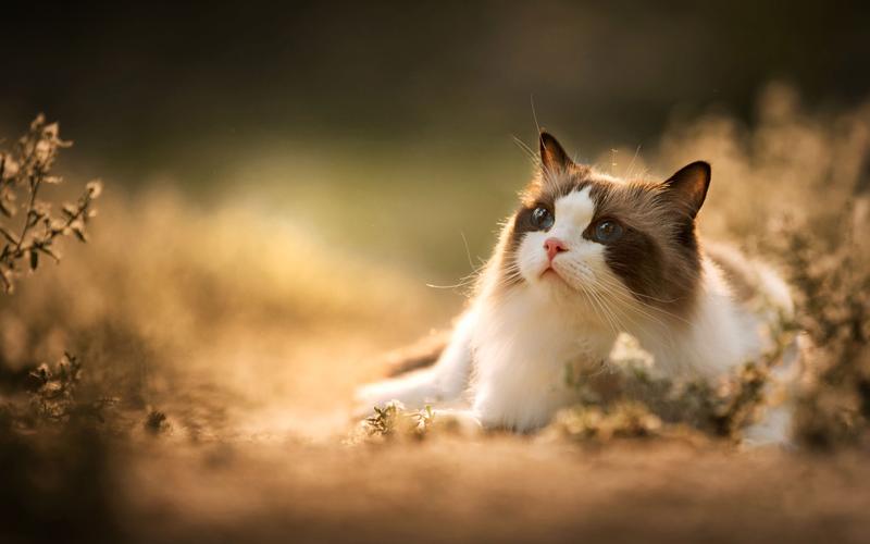 电脑桌面宠物猫鼠标键盘动的