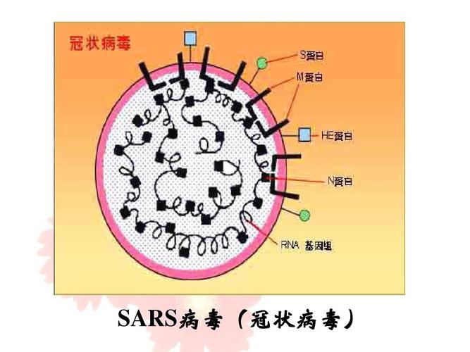 sola病毒