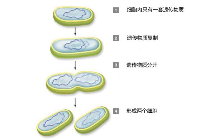 细胞分裂2