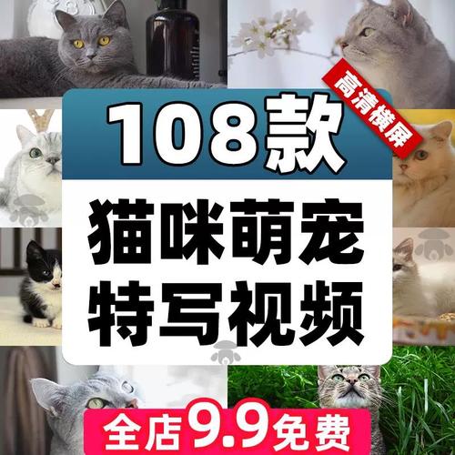 猫咪短视频安卓版