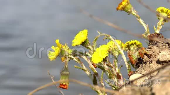 花社区app软件