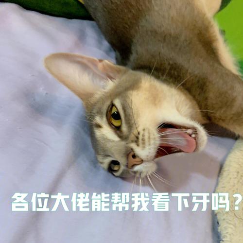 新版猫咪在哪下载有大佬知道