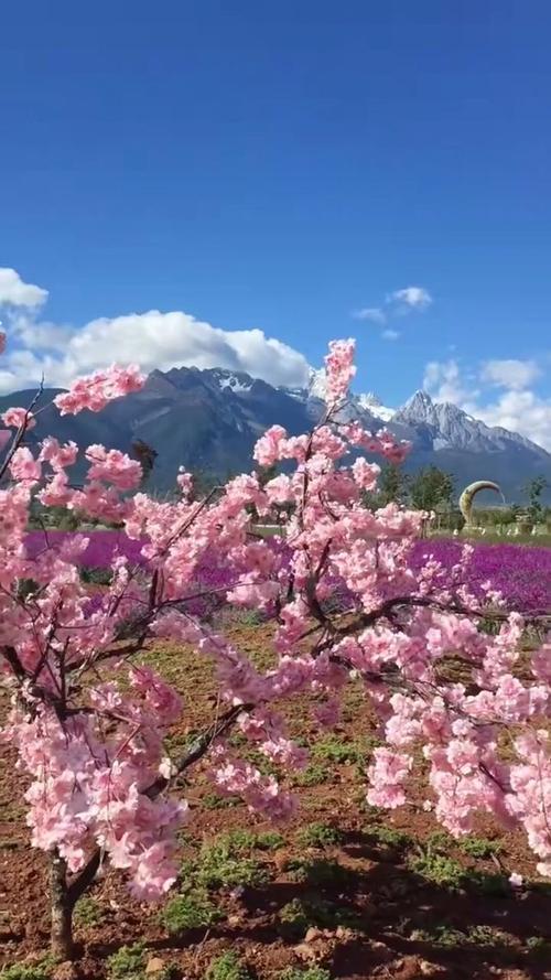 桃花视频