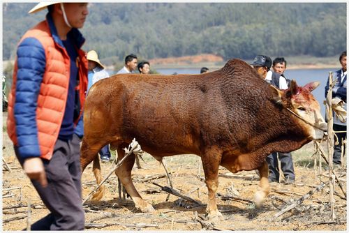 斗牛赢钱