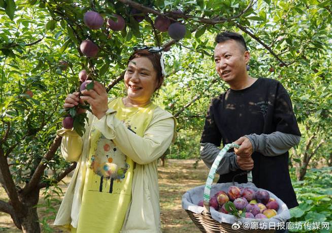 甜蜜果园红包版免费版