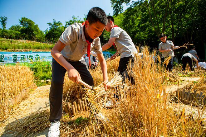 丰收大麦田游戏攻略