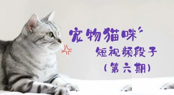 猫猫短视频最新版