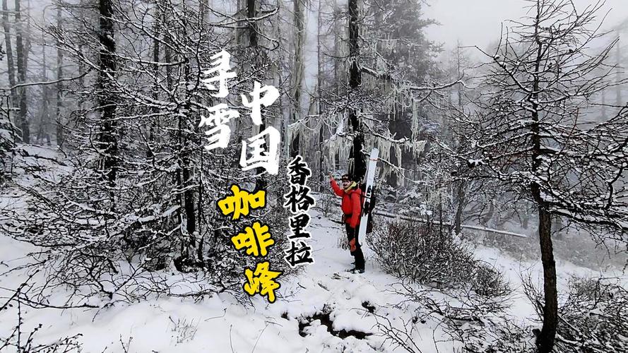 寻雪