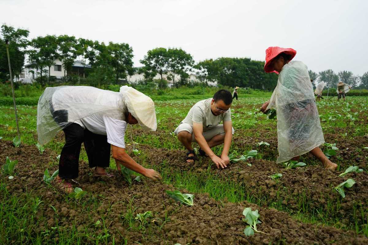 全民种菜