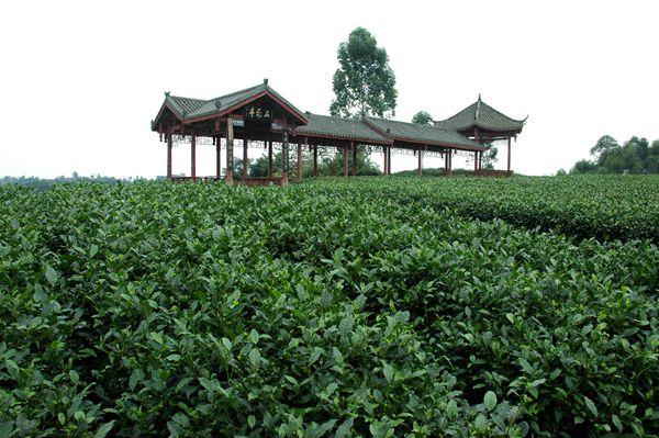 中峰生物科技有限公司