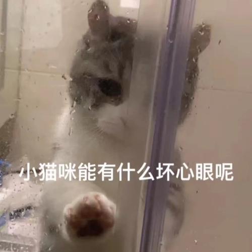 抖音小猫咪能有什么坏心眼呢视频