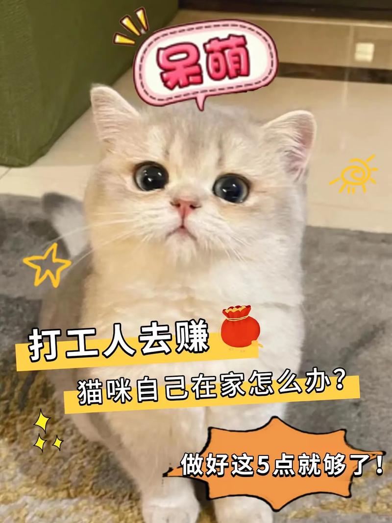 赚钱猫软件