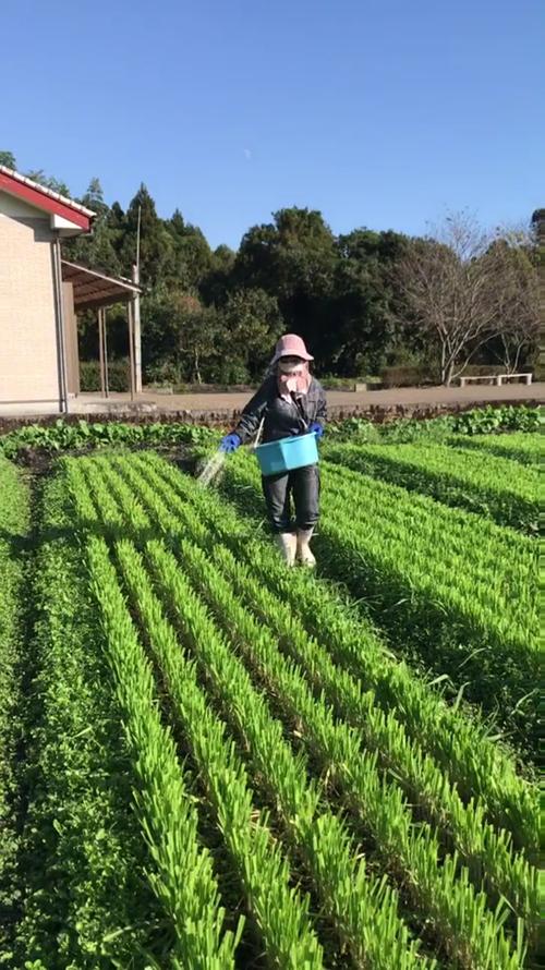 每天去种菜红包版下载