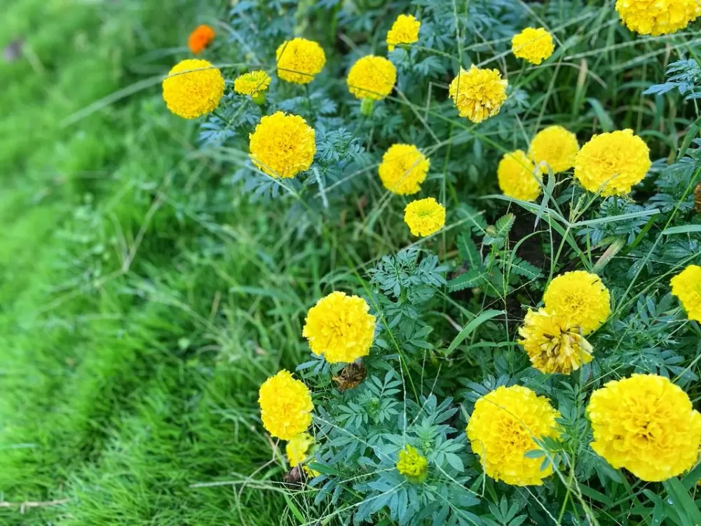 花朵连起盛开消除游戏