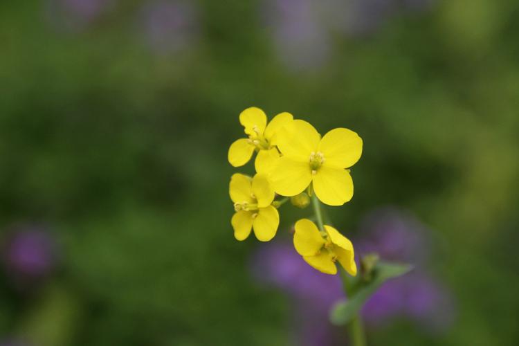 油菜花接单app