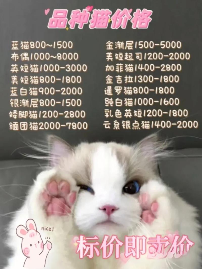 无忧小院养猫红包版