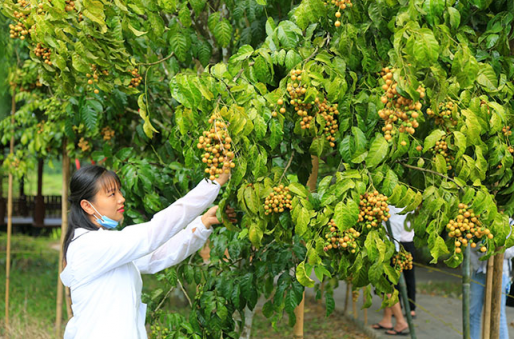 皮皮果园红包版蓝色版无广告免费