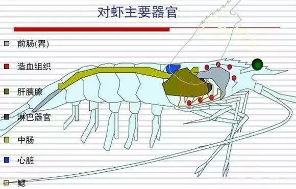 青虾转