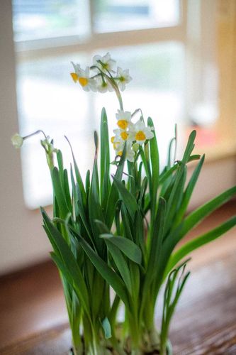 水仙花视频素材