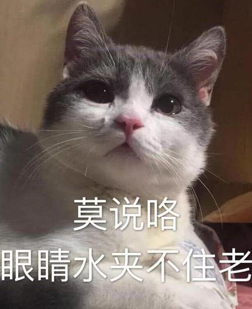 推猫头条怎么赚钱