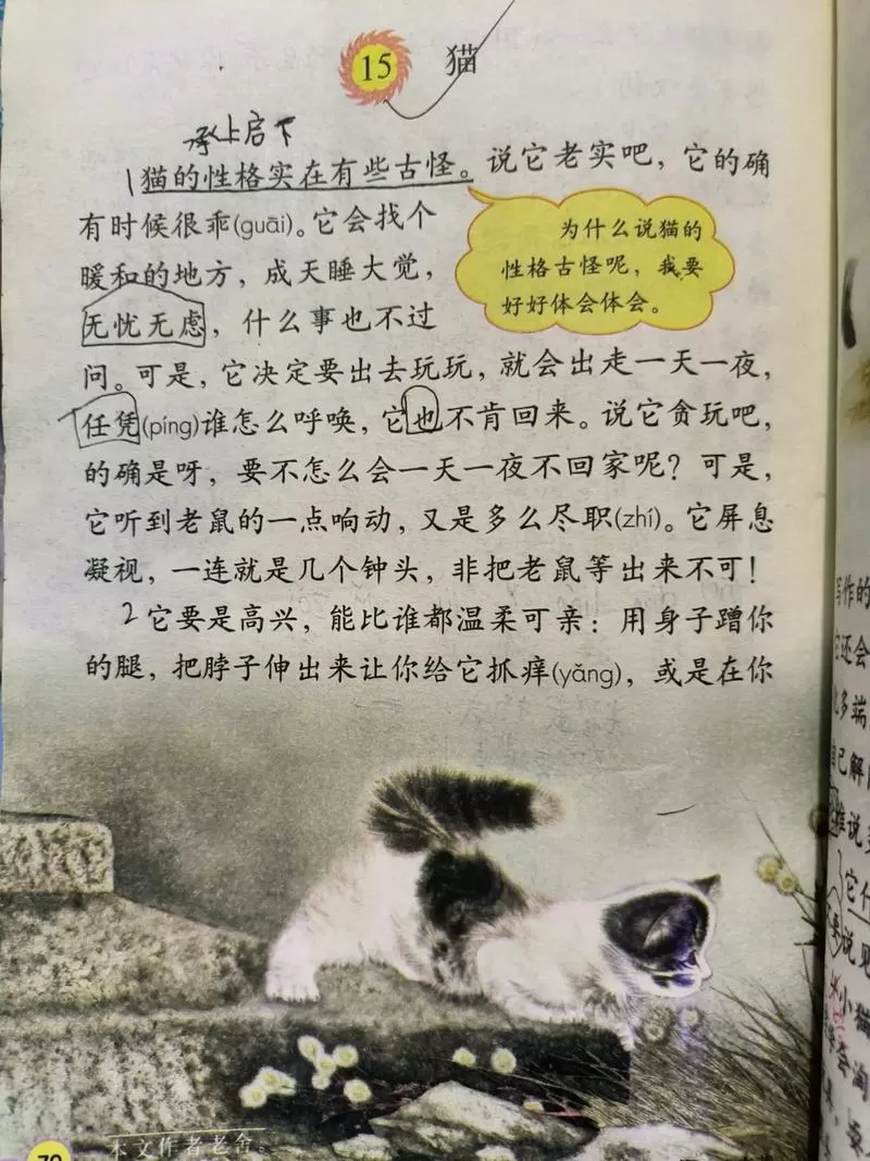 集多猫原悬赏猫