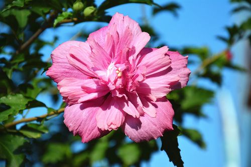 木锦花图片大全大图手机版