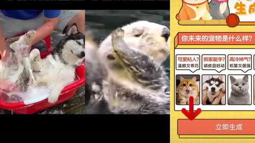 阿拉猪app官方最新版下载