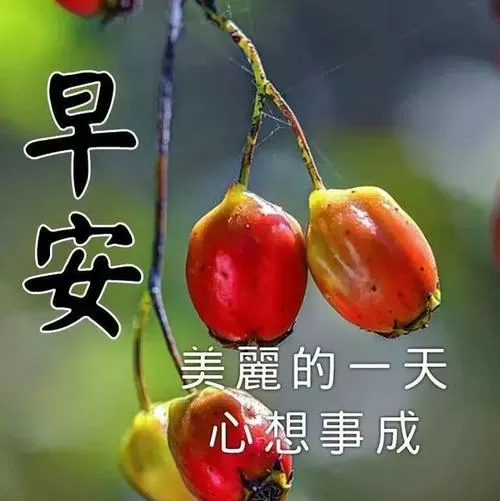 阳光打字手机版